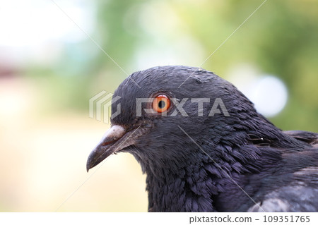Pigeon extreme closeup portrait, summer atmosphere, pigeons head, summer lights, Dove closeup portrait, bird on the window, sunny day, pigeon beautiful portrait, pigeons eyes in macro 109351765