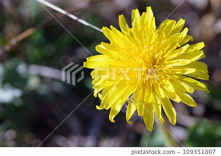 蒲公英花 109351807