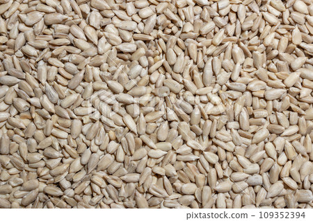 Peeled Sunflower Seeds Background Peeled Sunflower Seeds Background 109352394