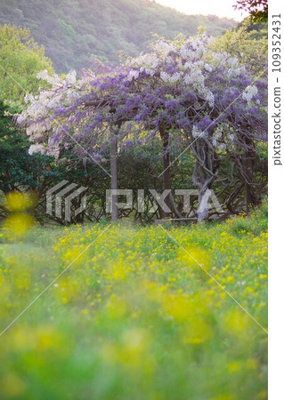 兵庫縣淡路島鶴羽水壩公園體育廣場上盛開的紫藤花 兵庫縣淡路島鶴羽水壩公園體育廣場上盛開的紫藤花 109352431