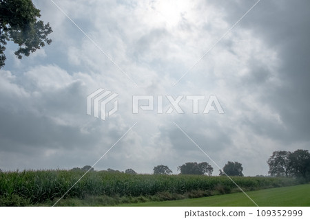Overcast Elegance: Cornfield Edged with Trees Overcast Elegance: Cornfield Edged with Trees 109352999