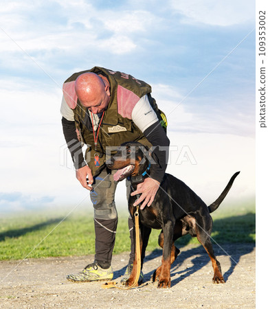 training of dobermann pinscher 109353002