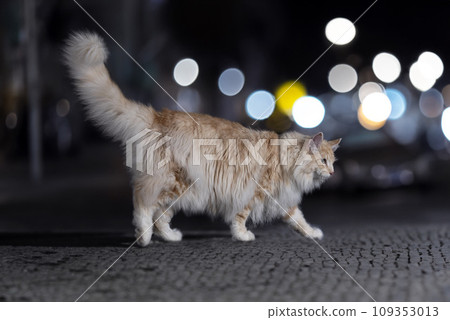 Norwegian Forest cat 109353013