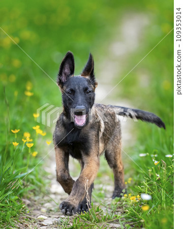 puppy belgian shepherd in nature 109353014