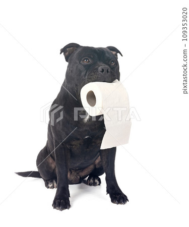 staffordshire bull terrier 109353020