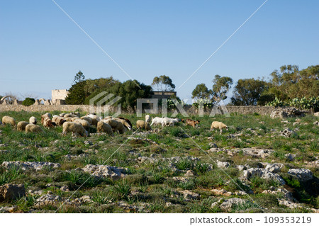 DINGLI, MALTA - 02 JAN, 2020: Sheep grazing on scrub land by Dingli Aviation radar station near the cliffs 109353219