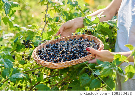 Harvesting black currants, woman's hands picking ripe berries from bush Harvesting black currants, woman's hands picking ripe berries from bush 109353438