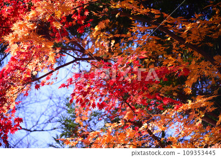 Kai Takeda clan's family temple - Erinji 109353445