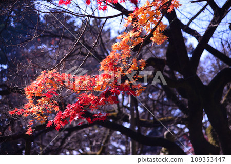 甲斐武田氏的家廟 - 惠林寺 甲斐武田氏的家廟 - 惠林寺 109353447