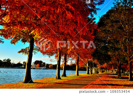深秋的水元公園 水杉樹上的秋葉風景 109353454