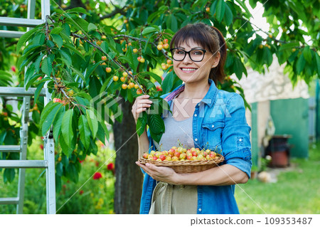 Smiling woman with basket of fresh yellow cherries near cherry tree in summer garden Smiling woman with basket of fresh yellow cherries near cherry tree in summer garden 109353487