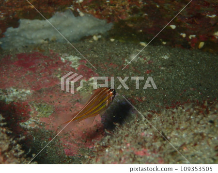 Underwater photograph 109353505