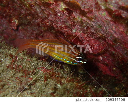 Underwater photograph 109353506