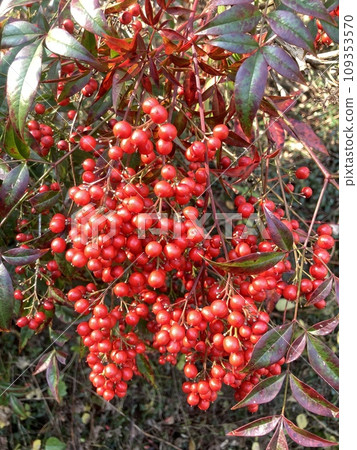 Nandina fruit　 109353570