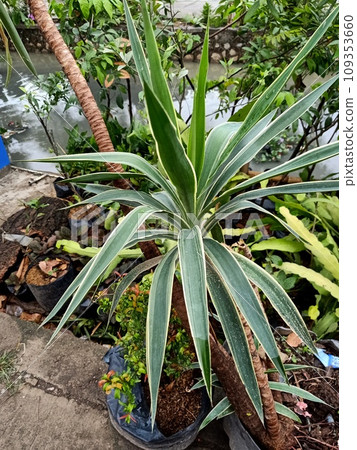 Close up of spanish dagger plant  109353660