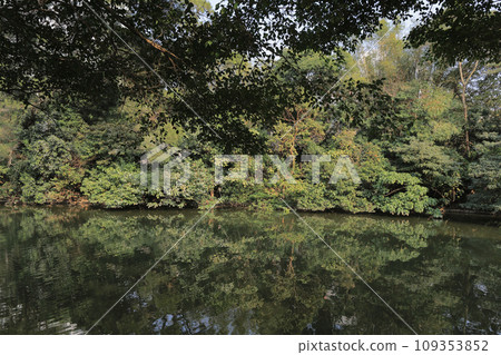 a Bended trees above mountain river, CU a Bended trees above mountain river, CU 109353852