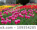 Pink tulips blooming in the tulip field 109354285