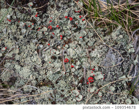 Cladonia macilenta or moss of winter with red flowers, top view. 109354678