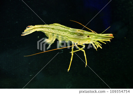 Hokkai shrimp Hokkai shrimp 109354754