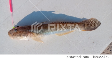 剛捕獲的鯖魚 剛捕獲的鯖魚 109355139