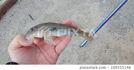 捕獲一條鯖魚 捕獲一條鯖魚 109355146
