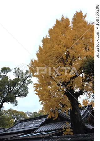 秋葉京都 109355288