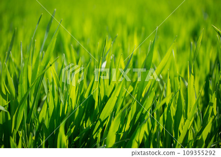 Barley young leaves 109355292