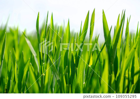 大麥幼葉和晨露 109355295