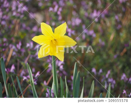 yellow daffodil, daffodil yellow daffodil, daffodil 109355578