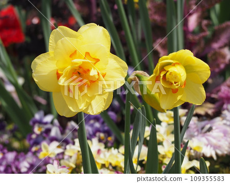 Spring flowers: double yellow daffodils 109355583