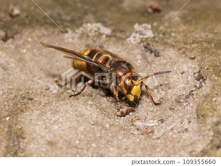 Big yellow hornet searching for food on the dry stream bed 109355660