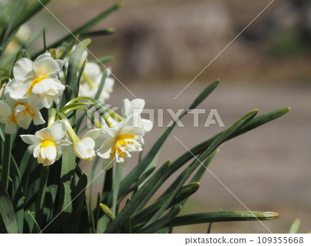 春天的花水仙花日本水仙花 春天的花水仙花日本水仙花 109355668