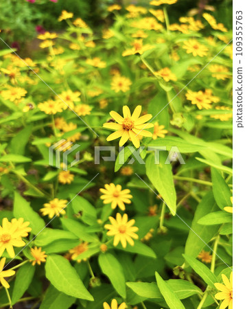 yellow melampodium 109355763