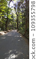 walk in the forest in the park 109355798