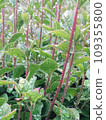 Growing in the rain! 109355800