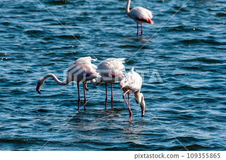 Flamingos near Walvis Bay Flamingos near Walvis Bay 109355865