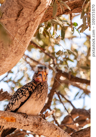 Southern Yellow billed horn bill 109355870