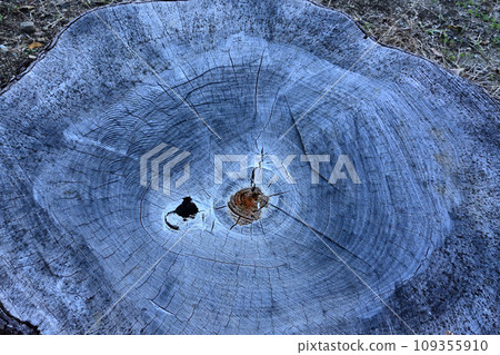 A vertical photo showing the annual rings of a stump close up 109355910