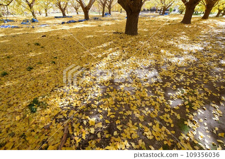 Gorgeous yellow leaves (Sobue Town Ginnan) Gorgeous yellow leaves (Sobue Town Ginnan) 109356036