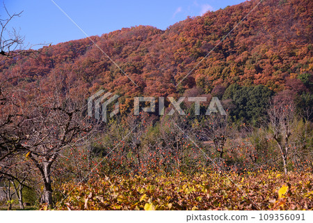 Koshu Salt Mountain in late autumn 109356091