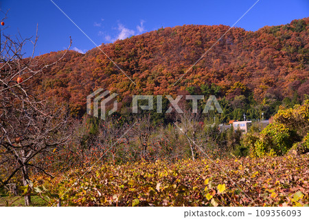 Koshu Salt Mountain in late autumn Koshu Salt Mountain in late autumn 109356093