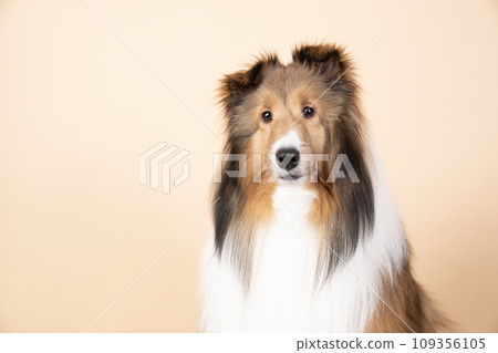 坐著微笑的謝爾蒂半身像 109356105