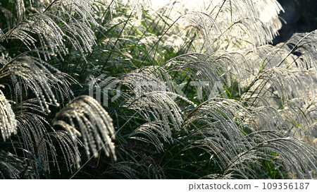 The autumn sunny shin Suki 109356187