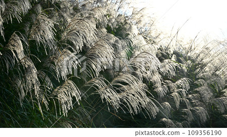 The ears of pampas grass are swaying in the wind 109356190