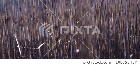 Burnt stems of cane after fire Burnt stems of cane after fire 109356417
