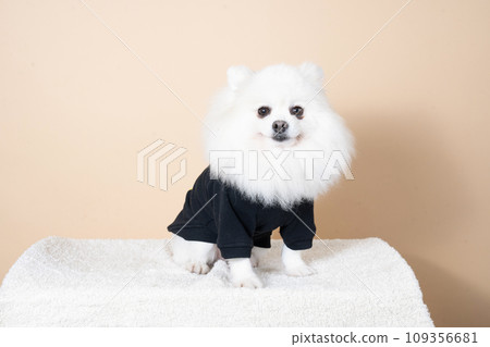 白色博美犬坐著微笑 109356681