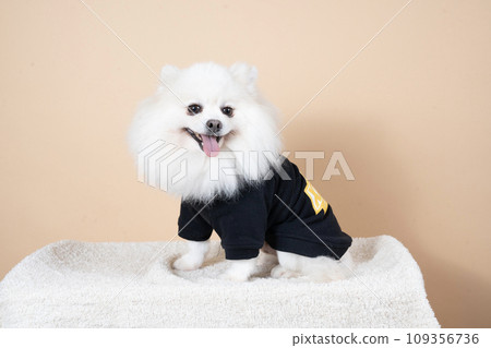 White Pomeranian sitting and smiling 109356736