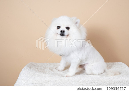 White Pomeranian sitting and smiling 109356737