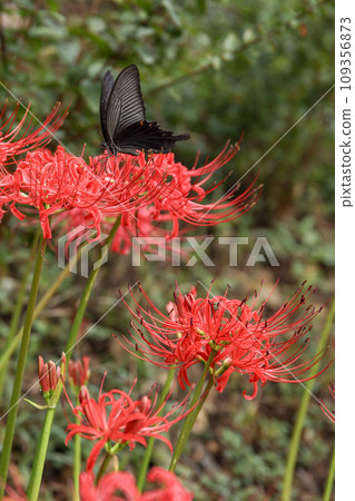 Amanohana and Black Swallowtail 109356873