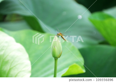 Lotus and dragonfly Lotus and dragonfly 109356896